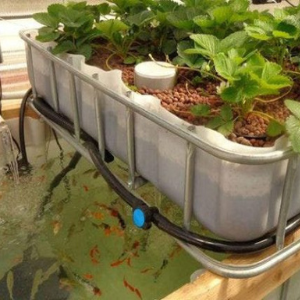Aquaponics